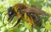 Andrena sp.